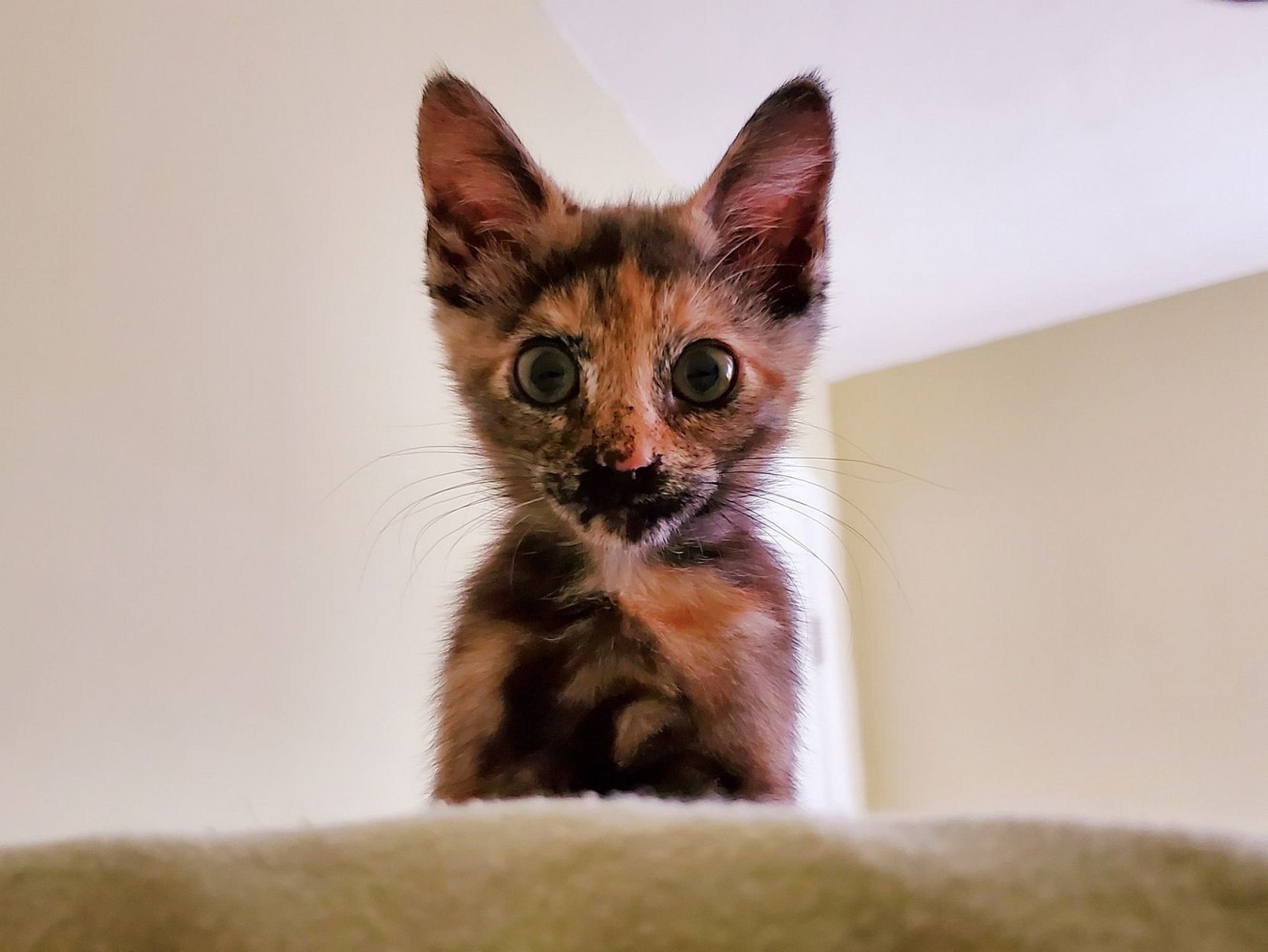 Adopt a Pet | Raegan